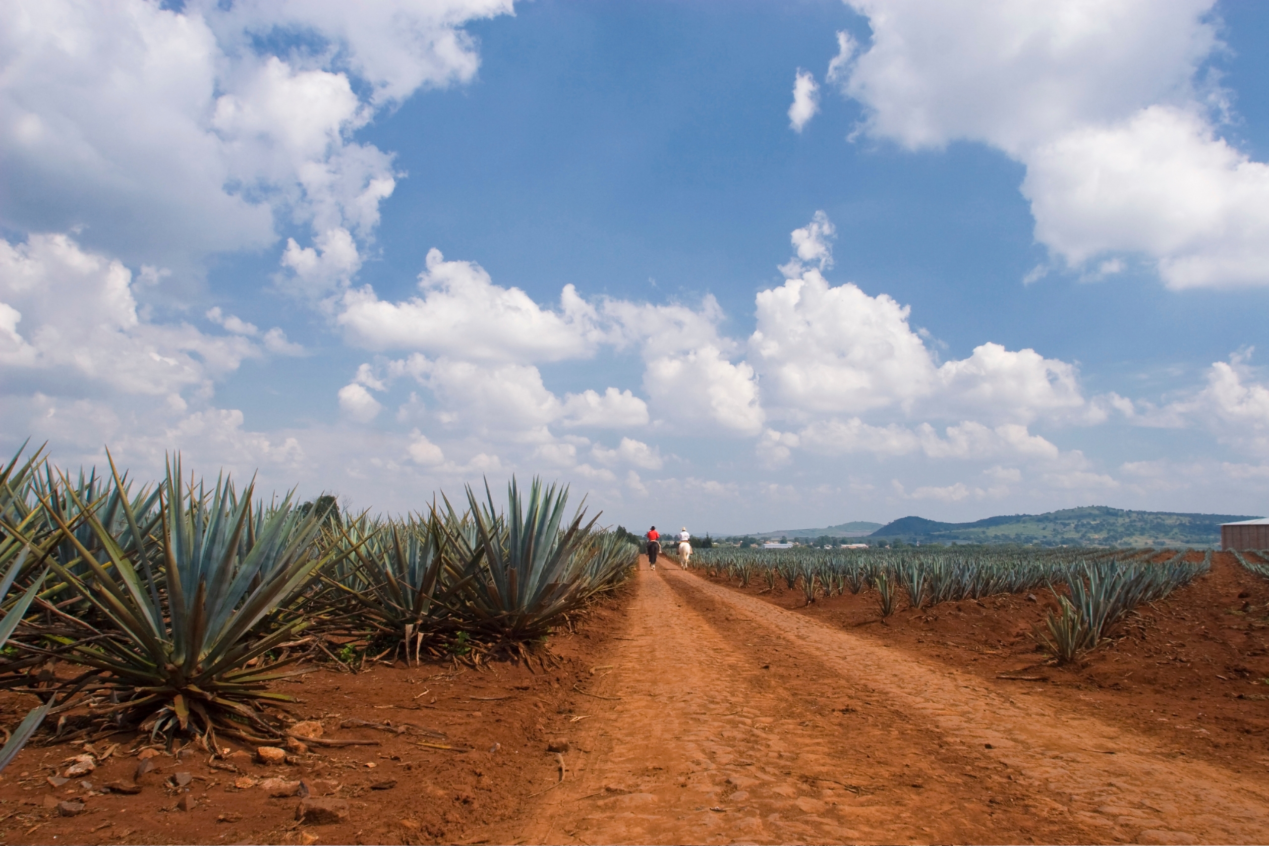 Two individuals walking along a dirt path in an agave field under a blue sky with clouds, symbolizing growth and community engagement in Cuautla, Mexico.