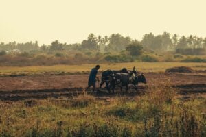 Farmer plowing field with oxen, symbolizing agricultural efforts and community support for the Rusasa Revival project in Rwanda.