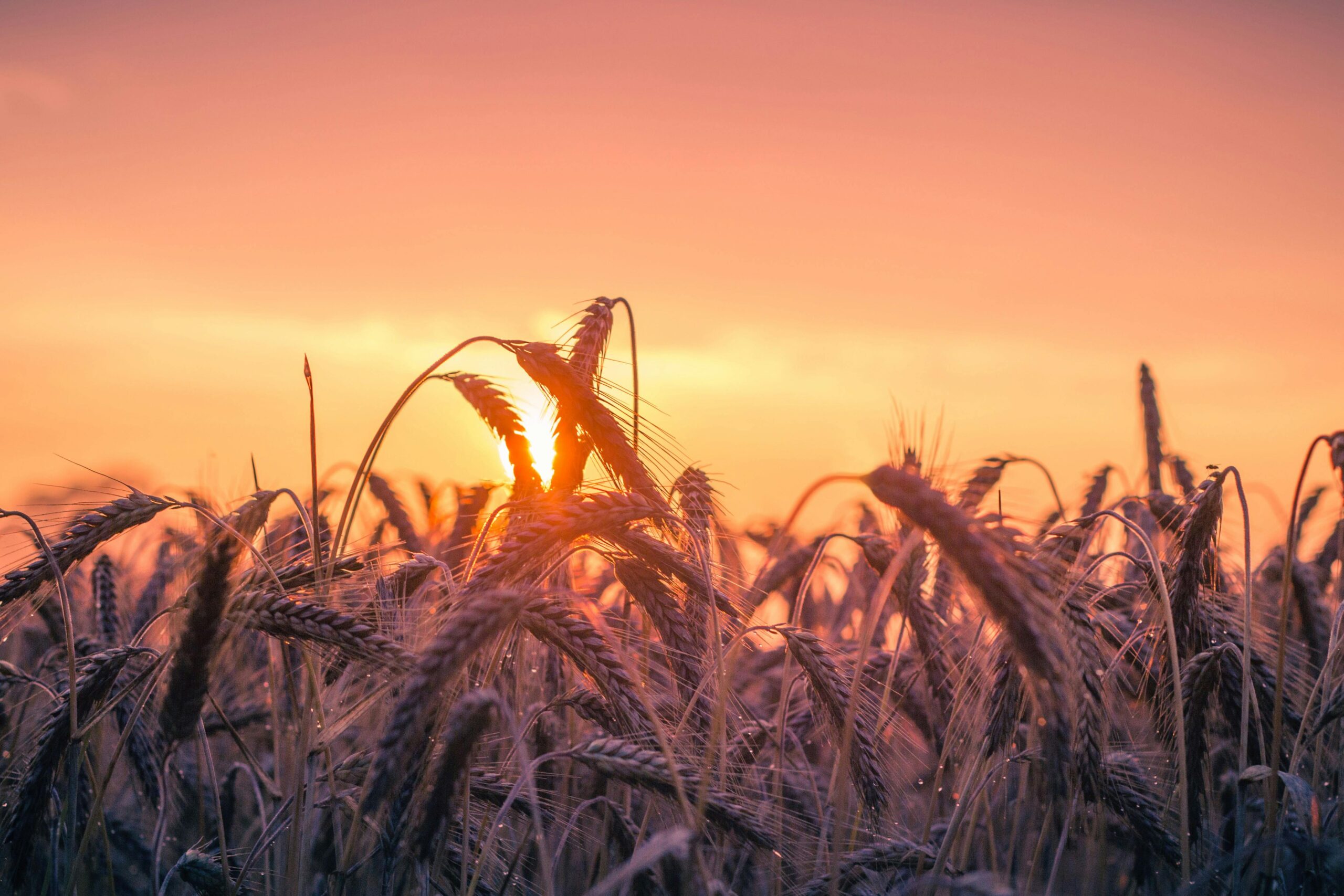 Wheat field at sunset, golden stalks illuminated by warm light, symbolizing growth and abundance.