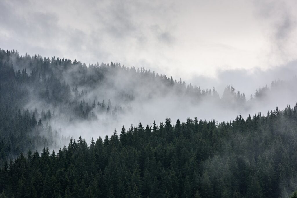 Foggy evergreen forest with geometric triangle overlay