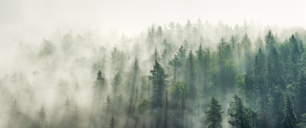 Foggy forest with translucent triangle graphic