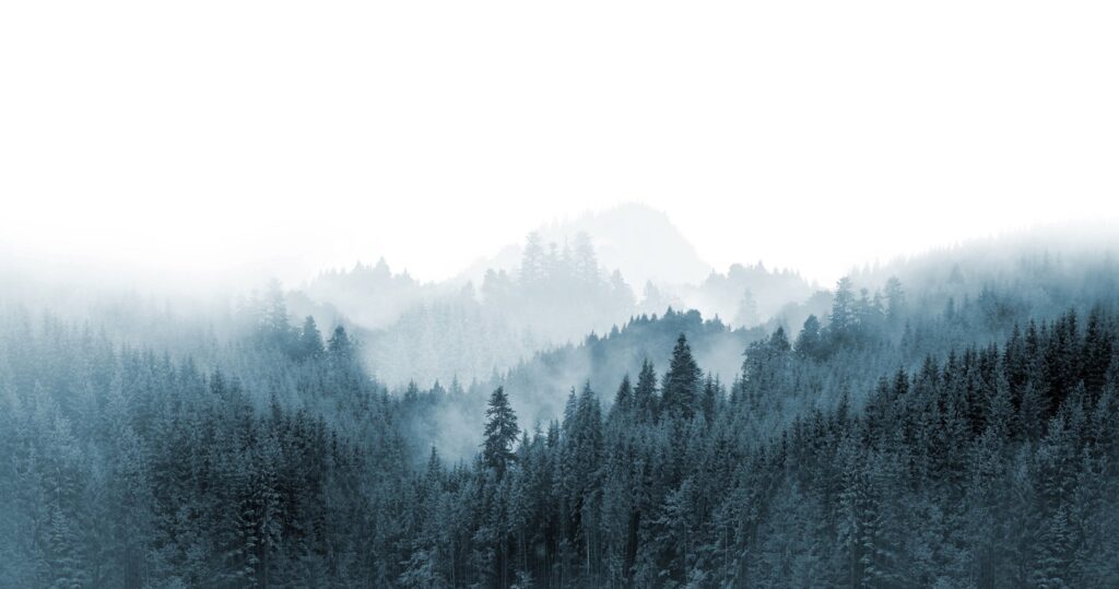 Mist rising over dense evergreen forest