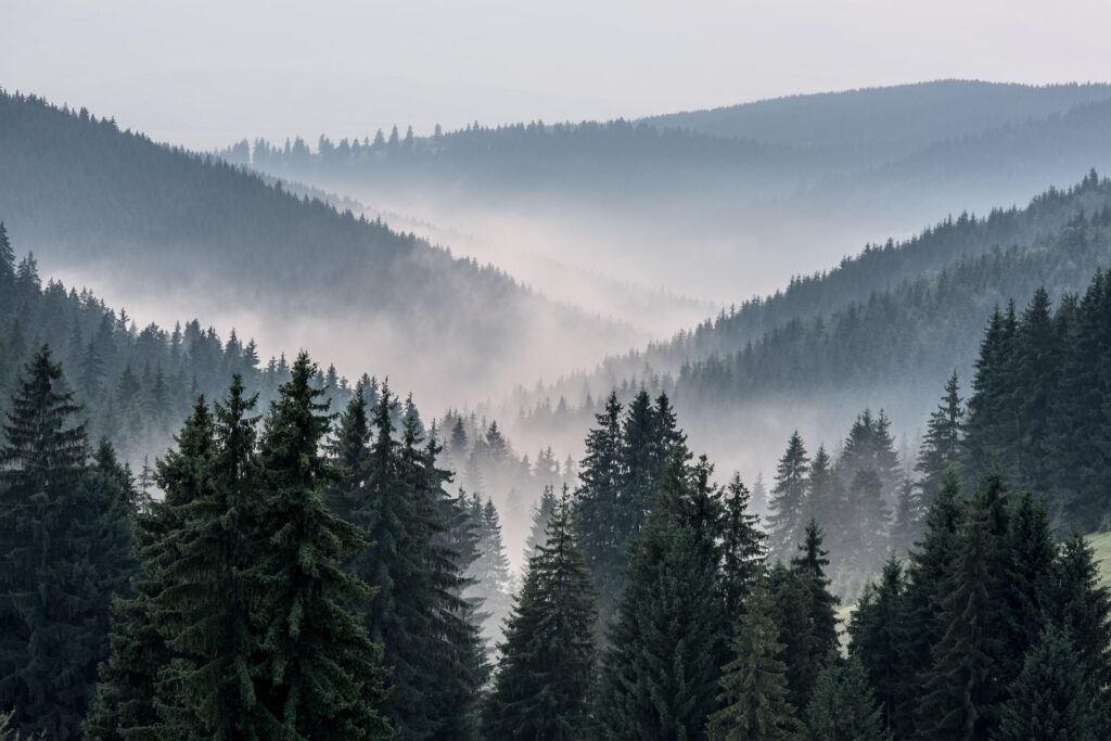 Forest landscape with triangle overlay and mist
