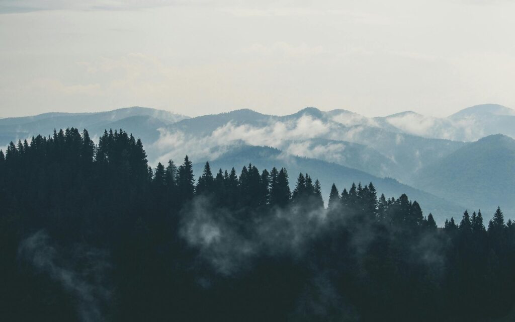 Misty evergreen forest and mountains