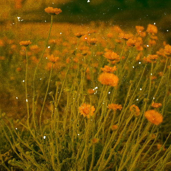 Yellow wildflowers growing in a field