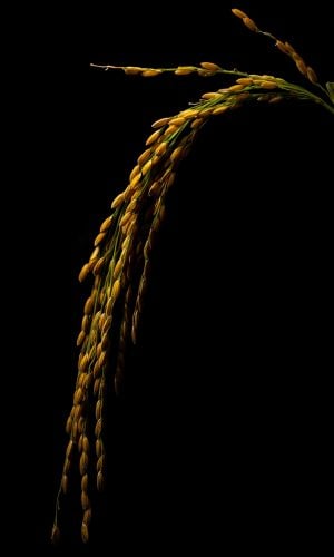 Golden rice grains against a dark background, symbolizing abundance and growth, relevant to community involvement and support for church initiatives.